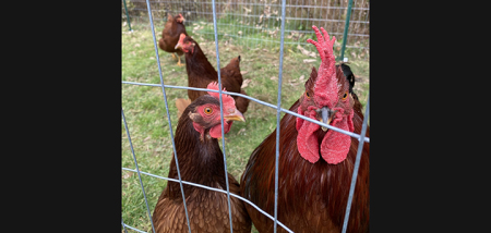 Cornell in the Community: Prevention of highly pathogenic avian flu in backyard and pastured poultry